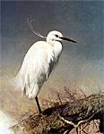 Little Egret